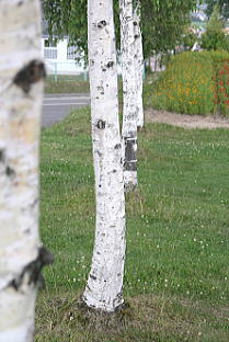 f0042135_1849993.jpg