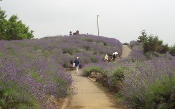 d0093936_12161097.jpg