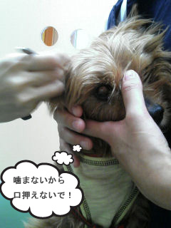 c0033145_10124749.jpg