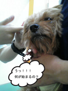 c0033145_1064641.jpg