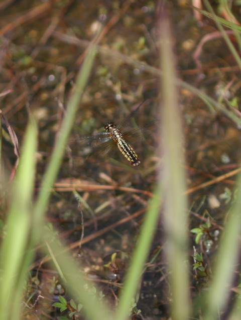 b0088772_15323626.jpg