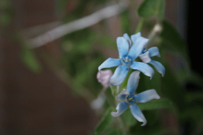 d0100192_2258288.gif