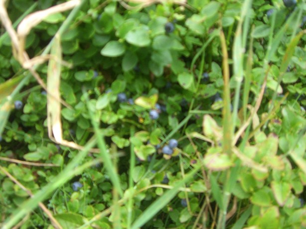 b0110999_6135864.jpg