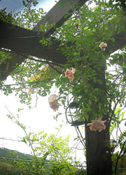 e0005603_17434115.jpg
