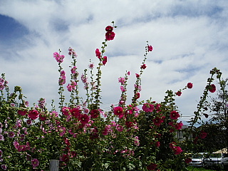 c0123149_12531391.jpg