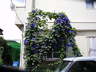 c0123149_136182.jpg