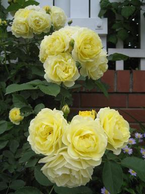 a0075455_1542222.jpg