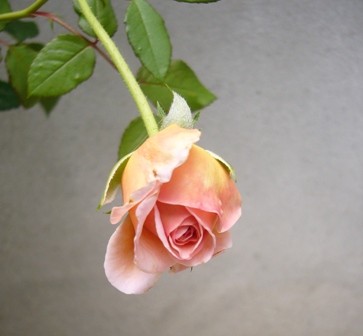 e0025872_1758457.jpg