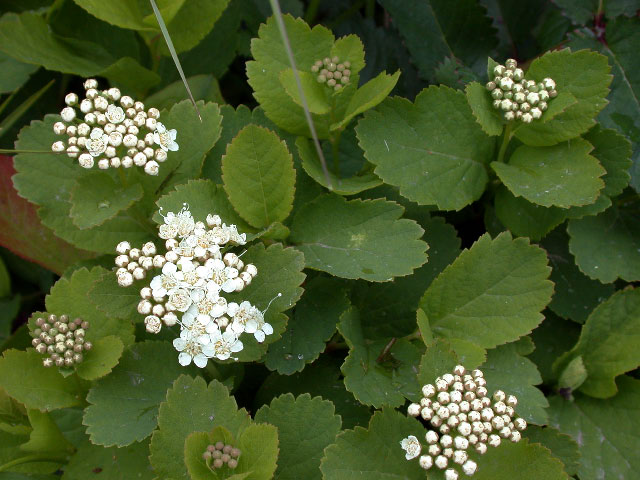 e0100772_22354656.jpg