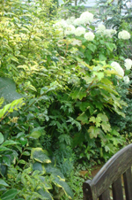 e0005603_1051935.jpg