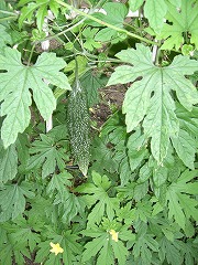 c0076204_21533527.jpg