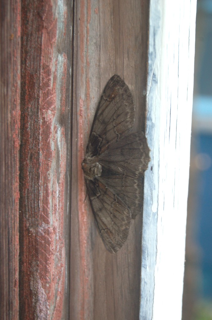 e0107030_1534544.jpg