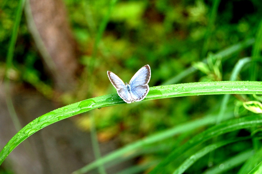 e0107030_1541732.jpg