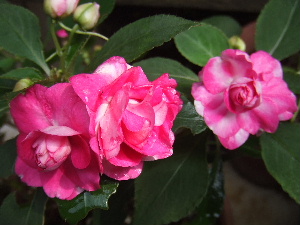 a0054240_13585085.jpg
