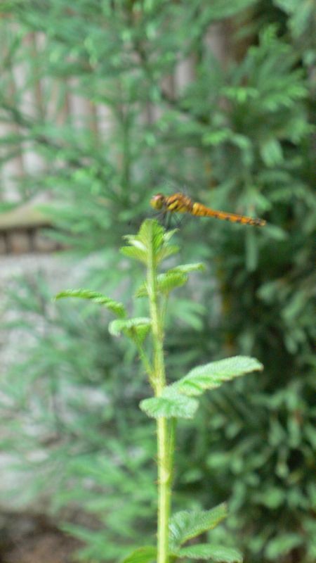 d0022845_0232081.jpg