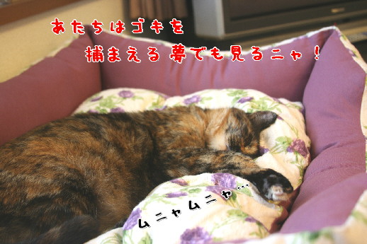 d0013149_114166.jpg
