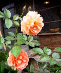 d0077603_733222.jpg