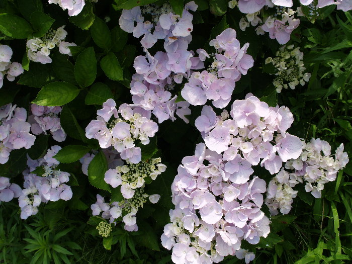 c0116915_17282553.jpg