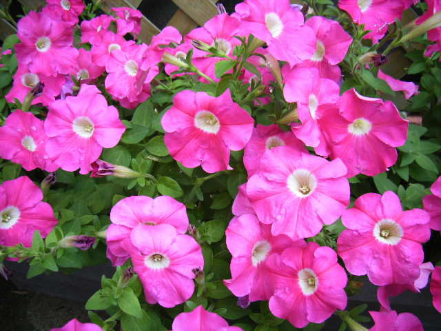 b0025633_1418172.jpg