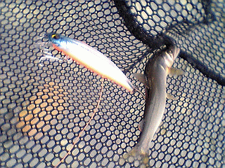 a0096669_20234217.gif
