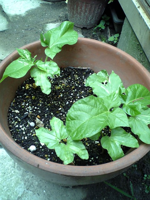 c0124776_6293696.jpg