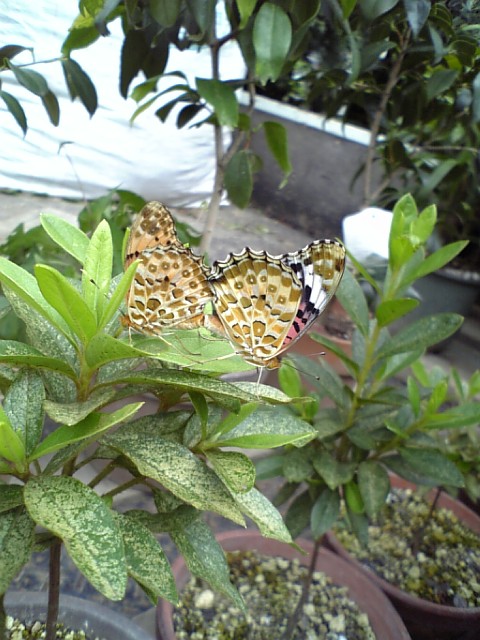 c0124776_6322379.jpg