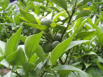 f0130894_2211473.jpg