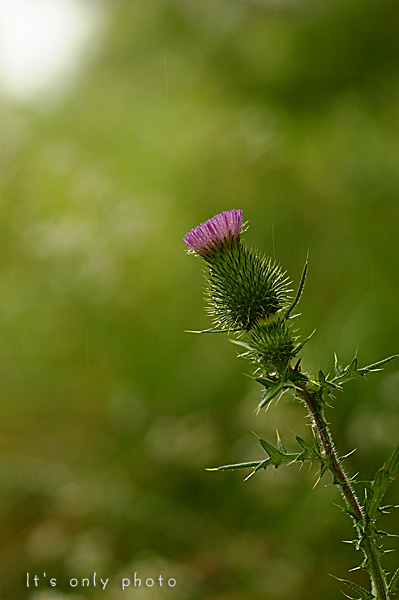 e0008800_1882038.jpg