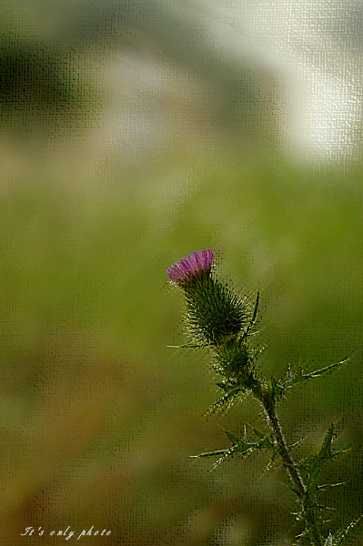 e0008800_18836.jpg