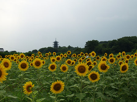 a0041508_12415595.jpg