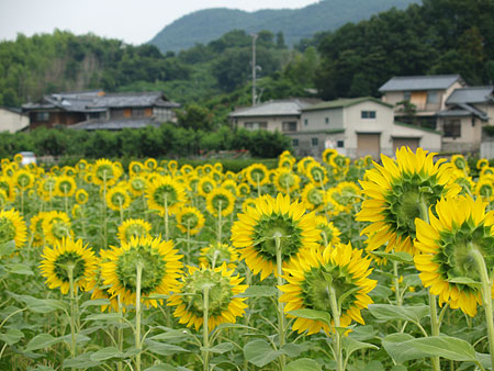 a0041508_12501326.jpg