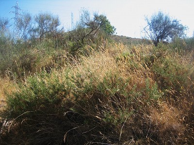 b0064411_20372711.jpg