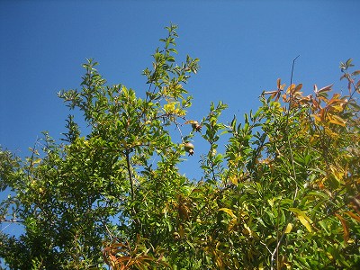b0064411_2195084.jpg