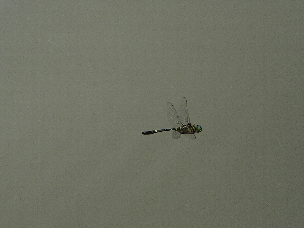 e0002314_214341100.jpg