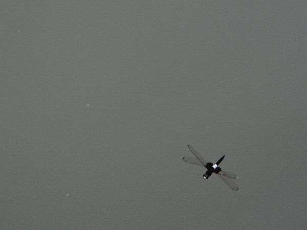 e0002314_21445525.jpg