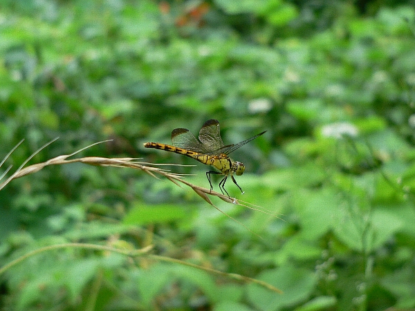 e0002314_21463730.jpg