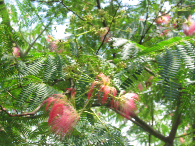 e0125722_1993272.jpg