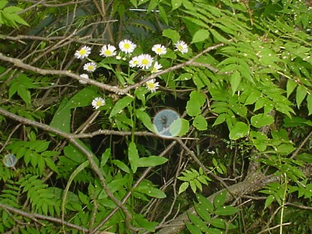 d0004627_21561086.jpg