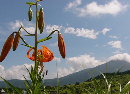 c0122445_141225.jpg