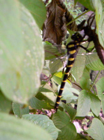 d0091754_54411.jpg