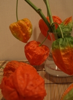 c0102268_12923.jpg