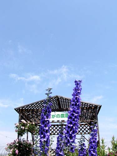 f0092382_2344389.jpg