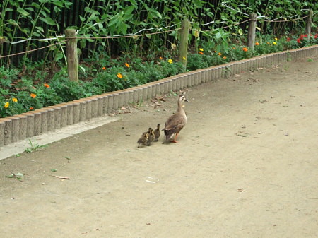 c0044199_21263272.jpg