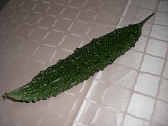 c0076204_1125184.jpg