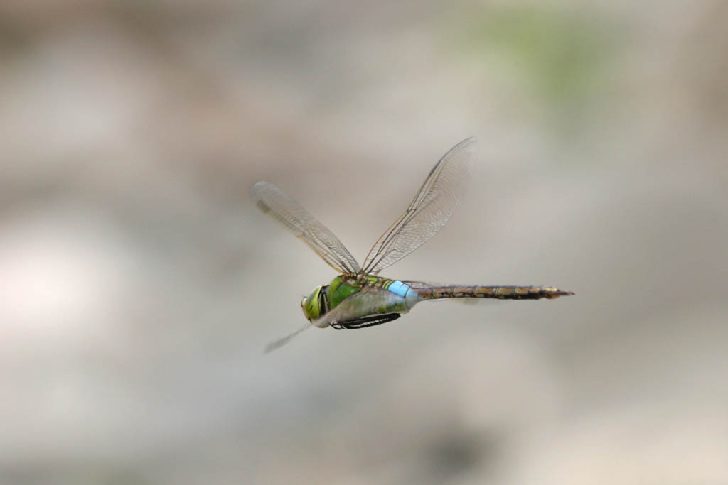 d0085715_03765.jpg