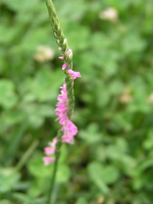 f0004019_17544041.jpg