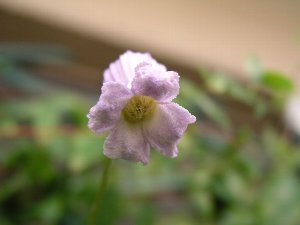 b0031925_10222278.jpg