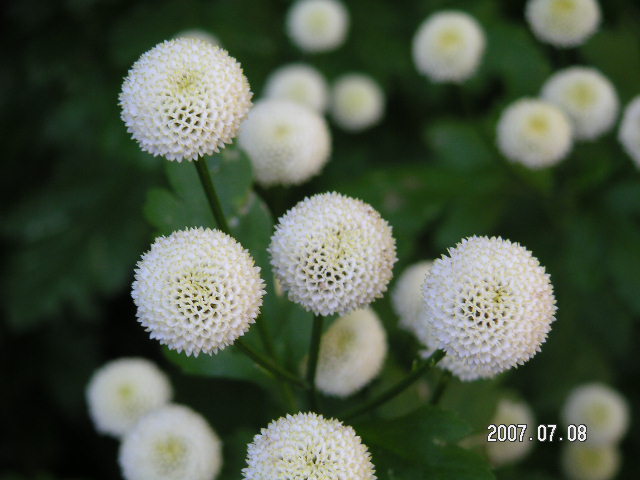 a0020929_16112184.jpg