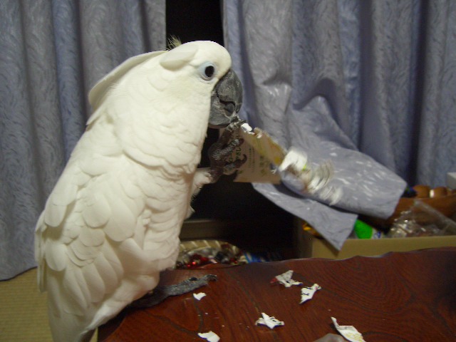 e0107730_23535985.jpg