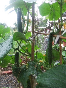 a0054240_16303498.jpg